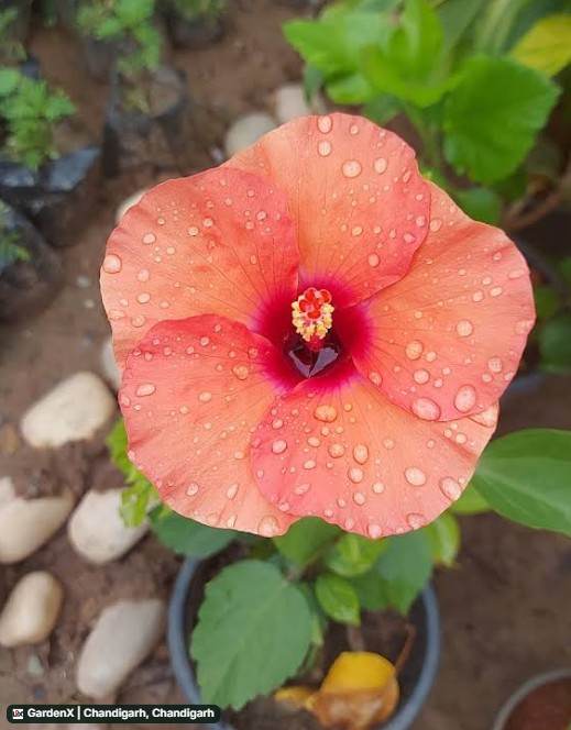 Hibiscus (गुड़हल) in It Park Road, Chandigarh