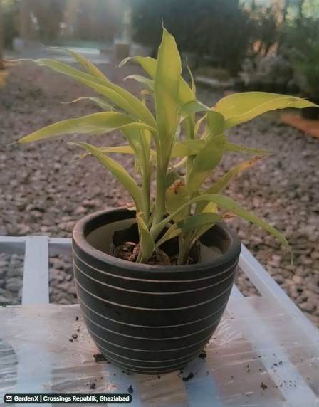 Lucky Bamboo (लकी बैम्बू) for sale in Crossings Republik