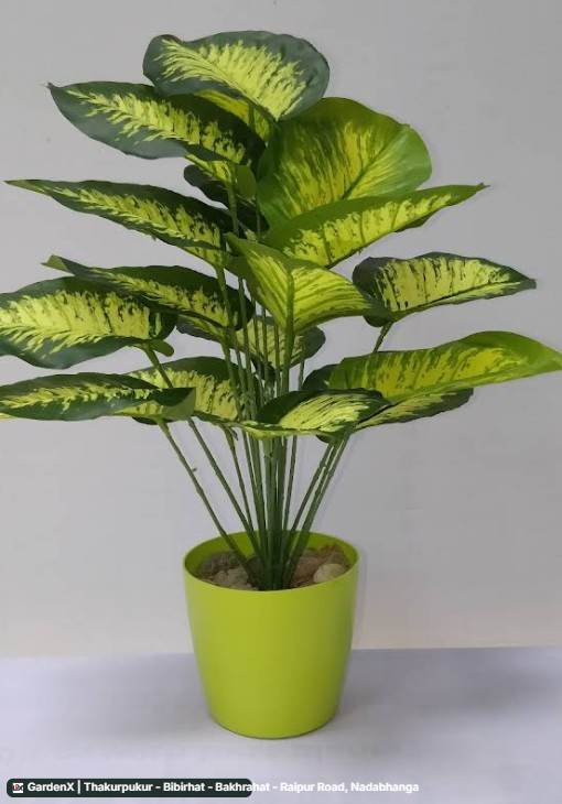 Dieffenbachia (ডিফেনবাকিয়া) in Thakurpukur - Bibirhat - Bakhrahat - Raipur Road, Nadabhanga