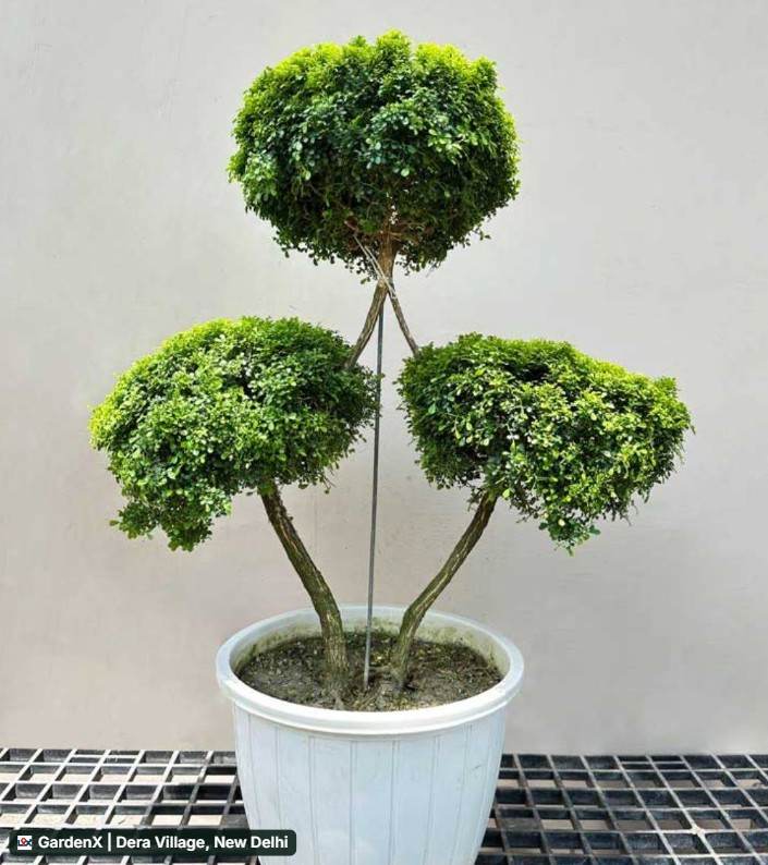 Topiary Bonsai (टोपियारी बोन्साई) in Dera Village, New Delhi