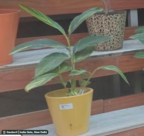 Variegated Ginger Lily (अदरक लिली) in India Gate, New Delhi