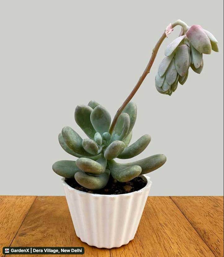 Moonstone Succulent (मूनस्टोन सुक्युलेंट) in Dera Village, New Delhi