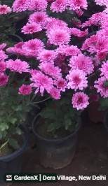 Chrysanthemum (गुलदाउदी) in Dera Village, New Delhi