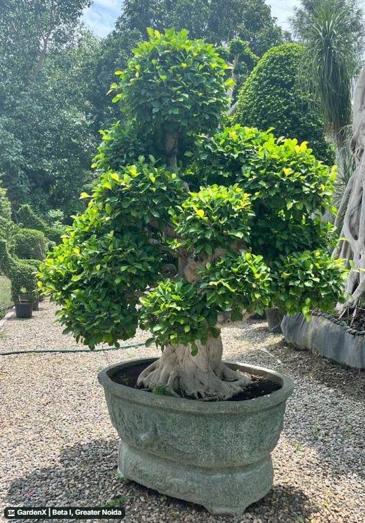 Ficus Bonsai (फिकस बोन्साई) in Beta I, Greater Noida