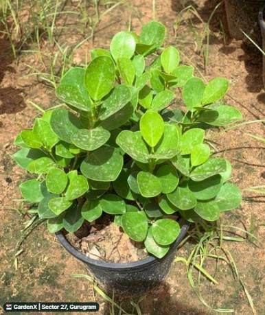 Ficus Microcarpa (फिकस) in Sector 27, Gurugram