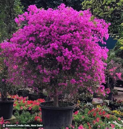 Bougainvillea (बोगनवेलिया) in India Gate, New Delhi