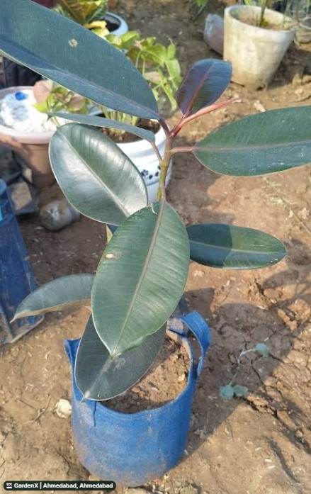 Rubber Plant (रबर प्लांट) in Sola, Ahmedabad
