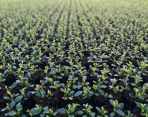 WG4 Technological Risk Assessment, Public Acceptance, Legislation and Commercialization