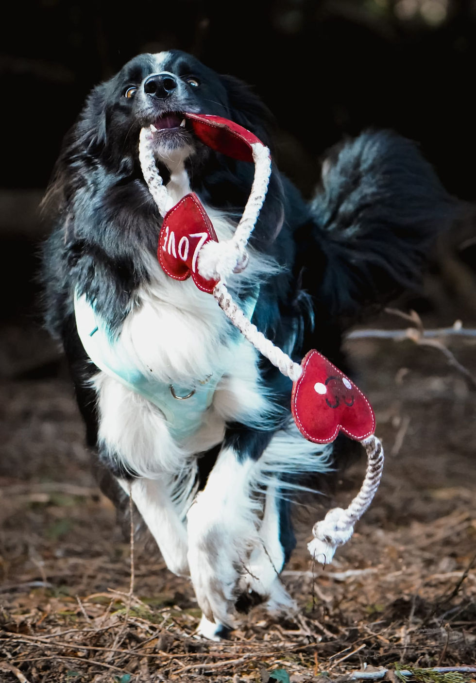 Thumbnail: A white rope dog toy with three hearts along it being carried by a black and white border collie dog