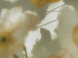 IMG_1399_edited.jpg
