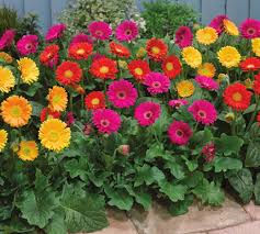 A Natural Work of Art | Product Description