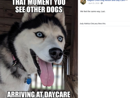 Getting Social at the Doggy Daycare | Social Content