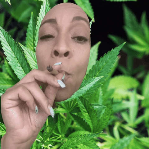 giphy (12).gif
