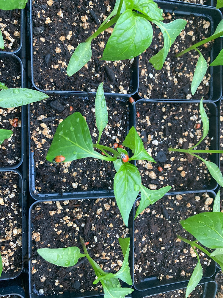 The Sunbow Seedling Sale is Live!