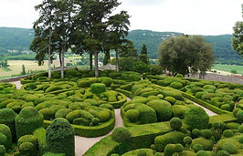 Box hedge