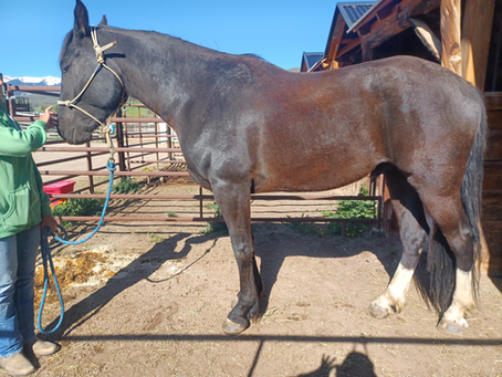 What Actually Happens During a Rider or Equine PT Assessment (So You Know What to Expect)