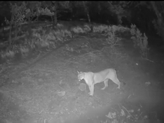 Mountain Lion prowling around RRVE.