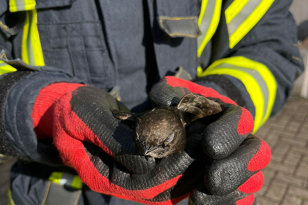 Der gerettete Vogel in den Händen des Helfers