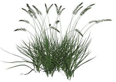 Tall-Grass-8-Large.png