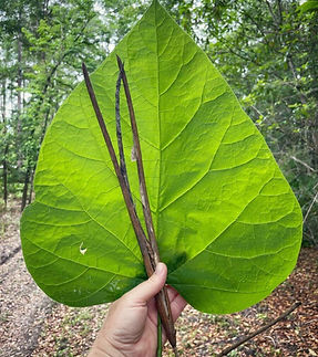 Catalpa fruit and leaf.jpg