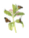 Drawing-Painting-Monarch-Butterflies-Milkweed.jpg