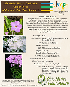 Garden Phlox 2026 NPOD.png
