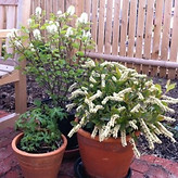 shrub containers.jpeg