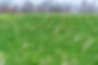 Cover-crop-in-corn-stubble-1200x799.jpg