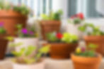 container-garden 1.jpg