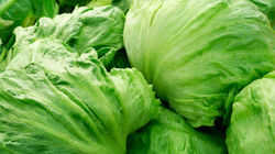 Lechuga