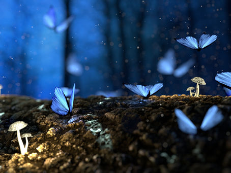 Blue Butterflies