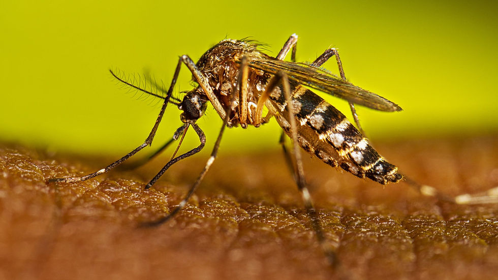 Dengue in Siem Reap 2026