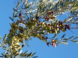 L’olivo accanto alla stalla.