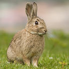 European Rabbit_edited.jpg