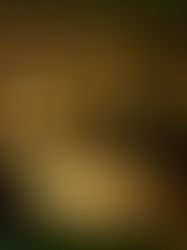 Dramatik Işığın Ressamı: Rembrandt 