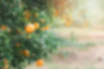 Ripe and fresh tangerine oranges hanging on branch, orange orchard. Bunch of ripe oranges