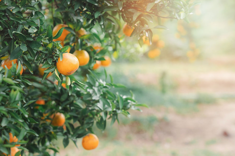 Ripe and fresh tangerine oranges hanging on branch, orange orchard. Bunch of ripe oranges