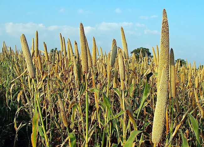 pearl millet,bajra,millet,crop