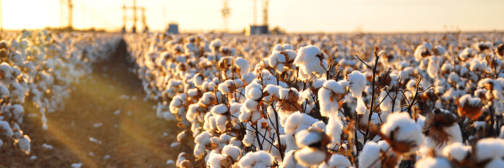 cotton,fiber,fiber crop,textile crop,employment crop