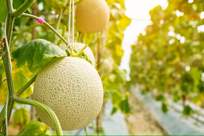 sweet melon,musk melon,teti,green crop,fruit,steam crop