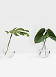 Tropical Leaves