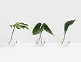 Tropical Leaves
