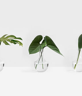 Tropical Leaves
