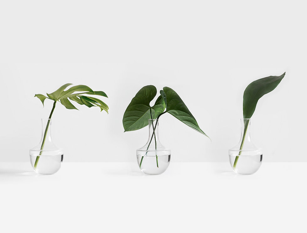 Tropical Leaves