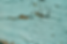 lead paint.png