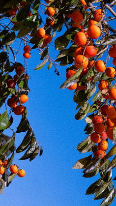 KOREA: Persimmon
