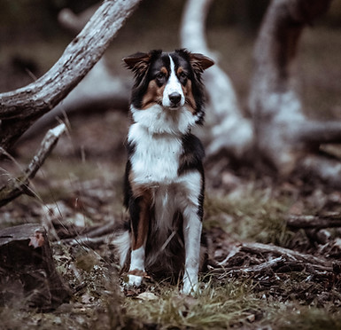 Ein Hund sitzt aufmerksam im Wald neben Bäumen