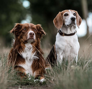 Zwei kleine Hunde sitzen und liegen aufmerksam auf einer grünen Wiese
