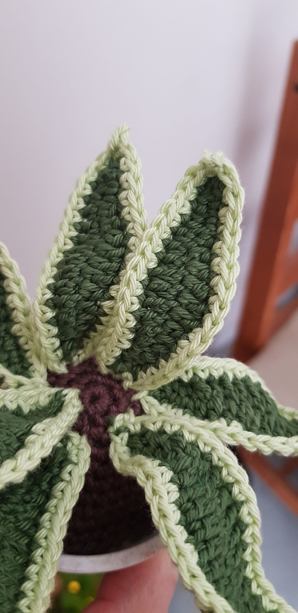 Miniature : Cactus Snake Plant 