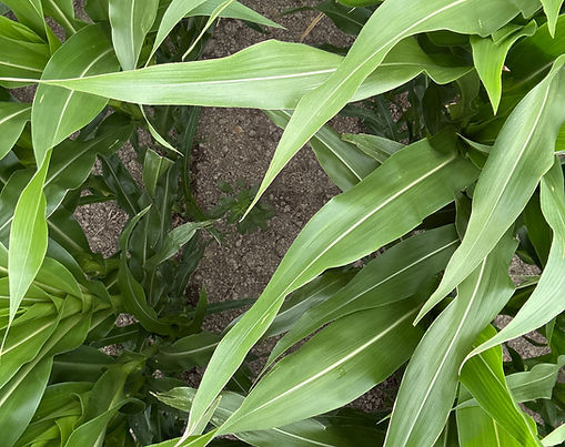 Mapping Maize Cropping Cycles in the Waikato